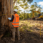 Pre construction tree assessment Brisbane site with arborist measuring protected eucalyptus